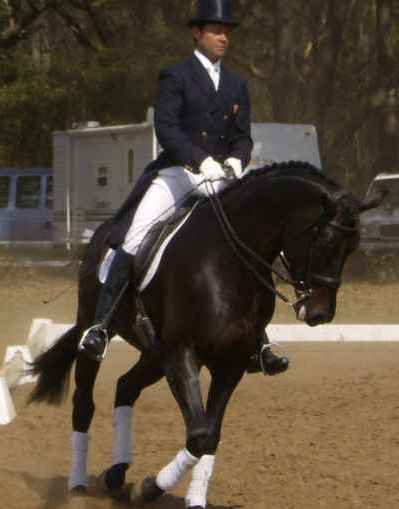 Dressage