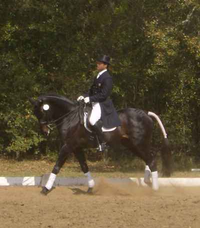 Dressage