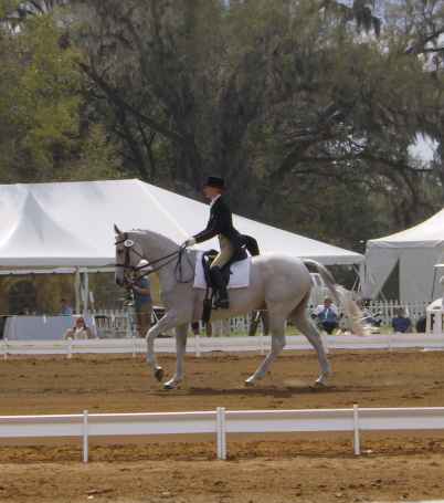 Dressage