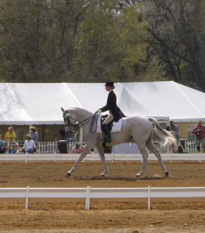 Dressage