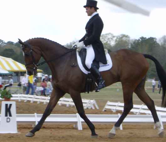 Dressage