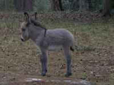 Baby donkey