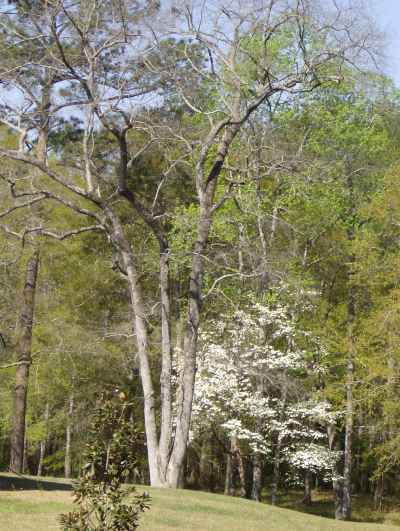 dogwood and oak