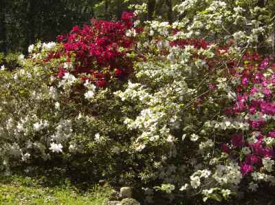 flowers and trees