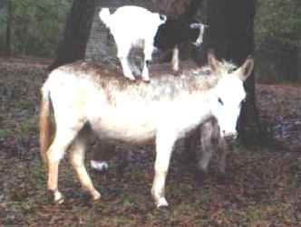goat on back of donkey