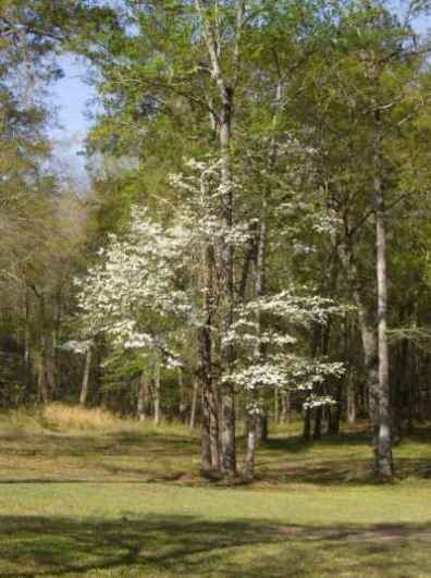 neighbors dogwood