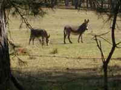 two donkies