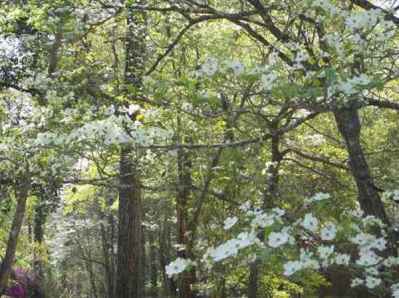 wild dogwoods