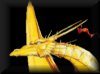Myrddin's Dragons