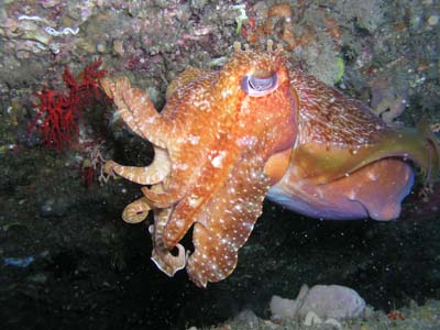 Cuttlefish