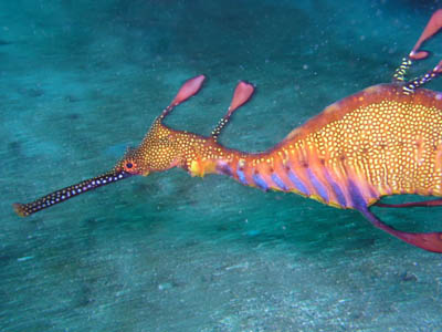 Weedy Sea Dragon