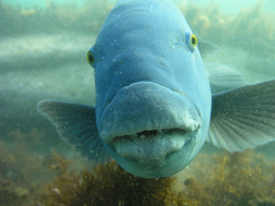 Blue Groper