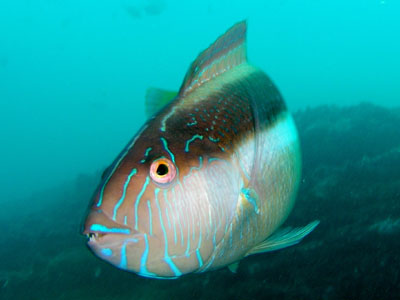 Maori Wrasse