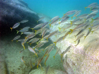 School of Yellowtail