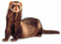 Ferret's a jolly good fellow.