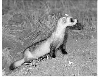 Ferret noir.