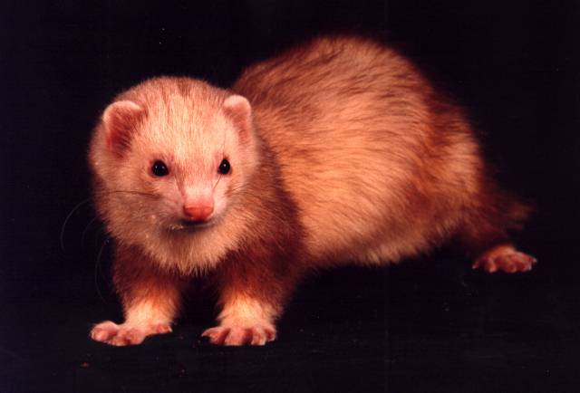 Ferret of the year, 1455.