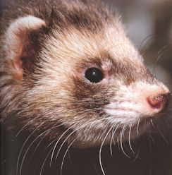 Ferrets and ladders.