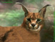 It's a Lynx... and it LINKS to the LINKS page.&nbsp; Have sex with me NOW.