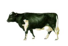 Cow