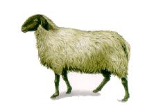 Sheep 