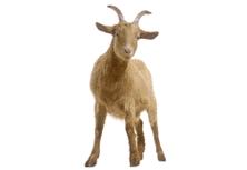 Goat