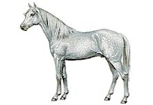  Horse 