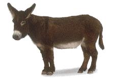 Donkey 