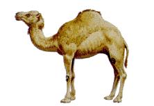 Camel 