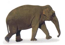  Elephant 