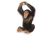 Gorilla 
