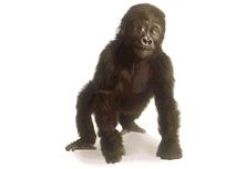Gorilla 