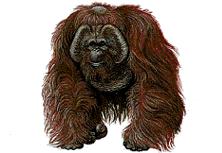 Gorilla 