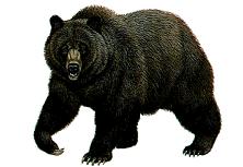 Bear 