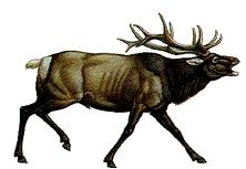Buck