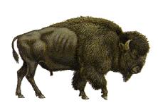   Wild Buffalo  