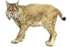 Wild Cat