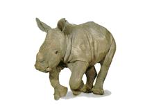 Rhinoceros 