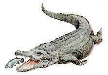 Crocodile