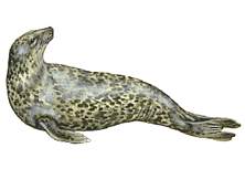 Seal 