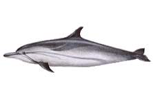 Dolphin