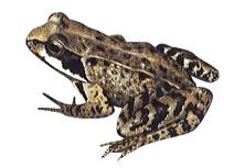 Frog 
