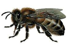 House Fly 