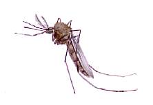 Mosquito 