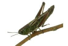 Locust 