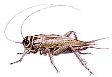 Cockroach