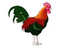 Cock 