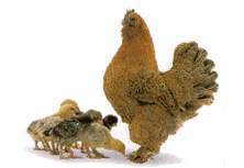 Hen & Chicks