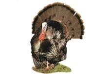 Turkey 