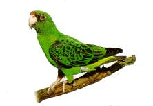 Parrot 